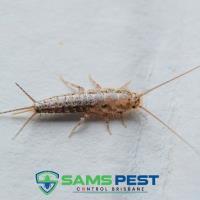 Sams Silverfish Control Brisbane image 4